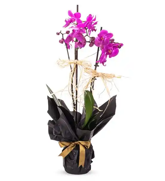 MOR ASALETLİ ORKİDE 