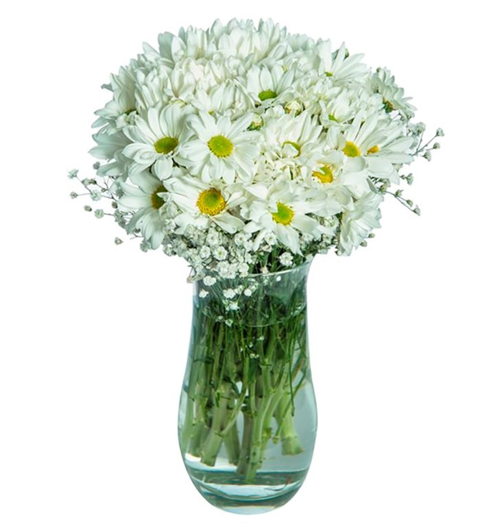 VAZODA BEYAZ PAPATYA 