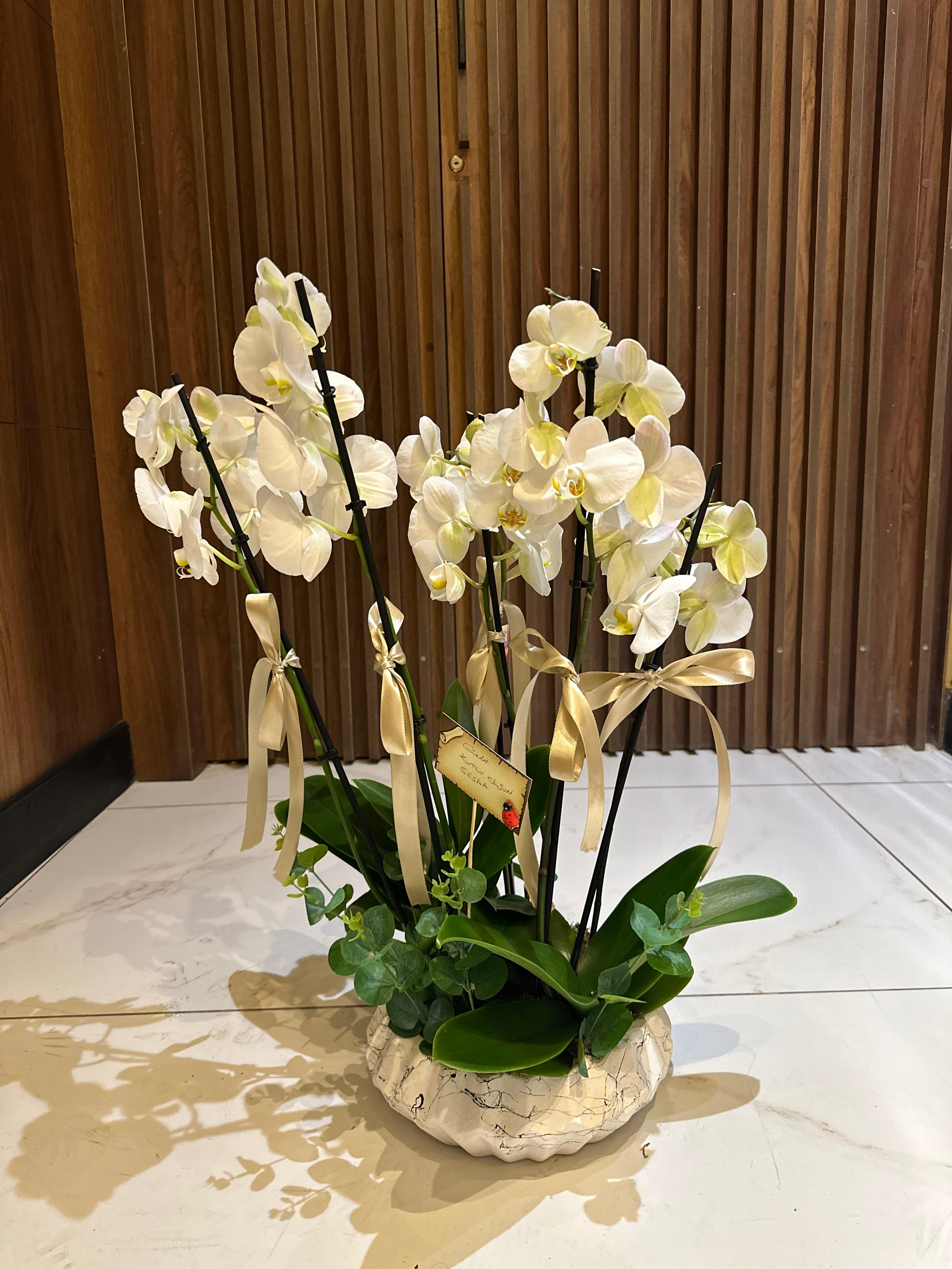 6 DAL ORKİDE ARAJMANI